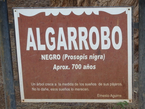 700 year old Algarrobo Tree.